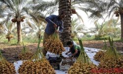 ذي قار.. توقعات بإنتاج قياسي للتمور يصل الى أكثر من 87 ألف طن